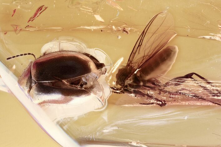 Detailed Fossil Marsh Beetle and Fungus Gnat in Baltic Amber #352694